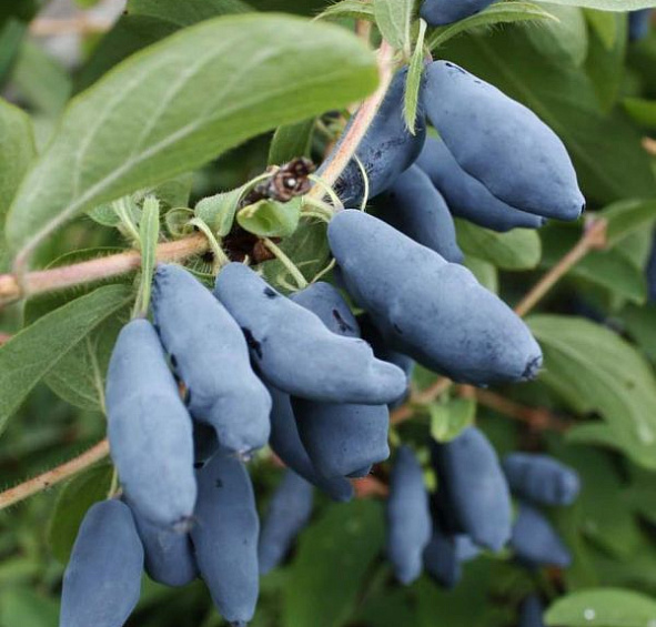 Жимолость съедобная 'Бакчарская'