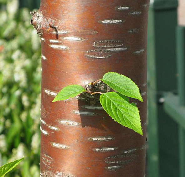 Черёмуха Маака Амбер Бьюти