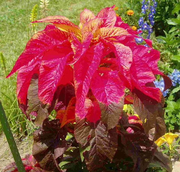 Амарант Трехцветный Иллюминейшн