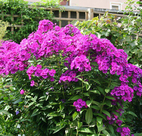 метельчатый