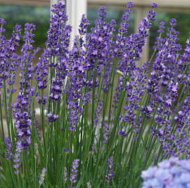 Лаванда Лаванда узколистная 'Манстед Стрейн'