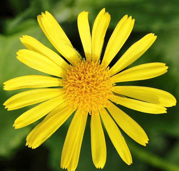 Дороникум восточный