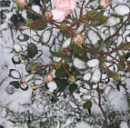 Ольга Комарова – проект Загородного участка – садовый центр «Южный» Роза зимой