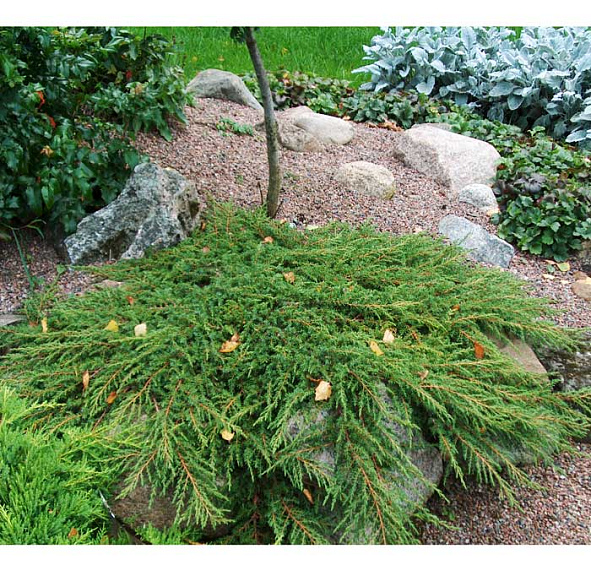 Можжевельник обыкновенный 'Грин Карпет'