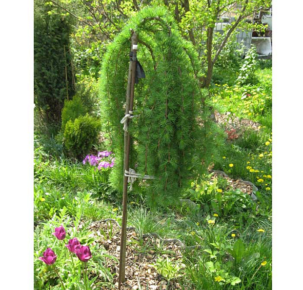 Лиственница европейская Пендула (Pendula)