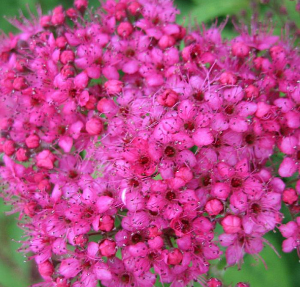 Спирея японская 'Неон Флеш'