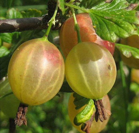 Крыжовник Сеянец Лефора