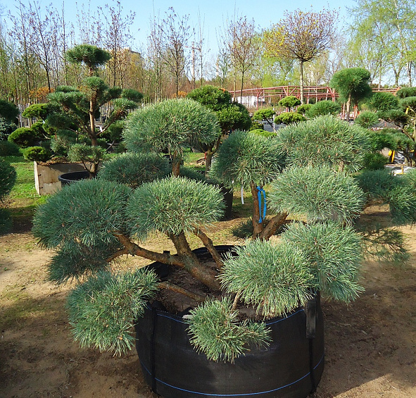 Сосна обыкновенная 'Репенс' бонсай