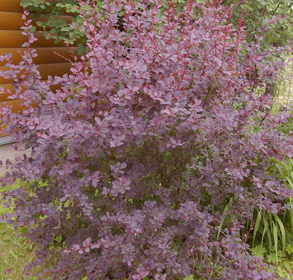 Барбарис оттавский 'Суперба'