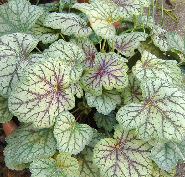 Гейхера кроваво-красная