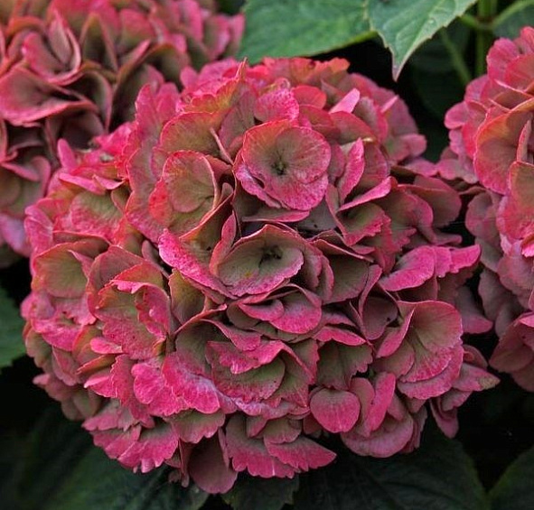 Гортензия крупнолистная 'Ред Барон'