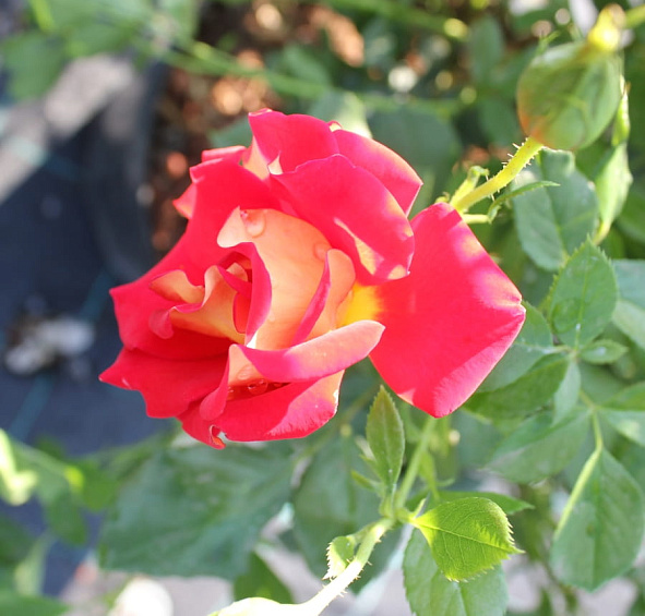 Роза 'Кетчап энд Мастед' (чайно-гибридная) (красная с желтым)