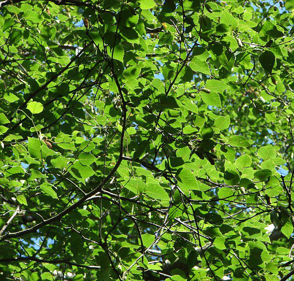 Береза Эрмана