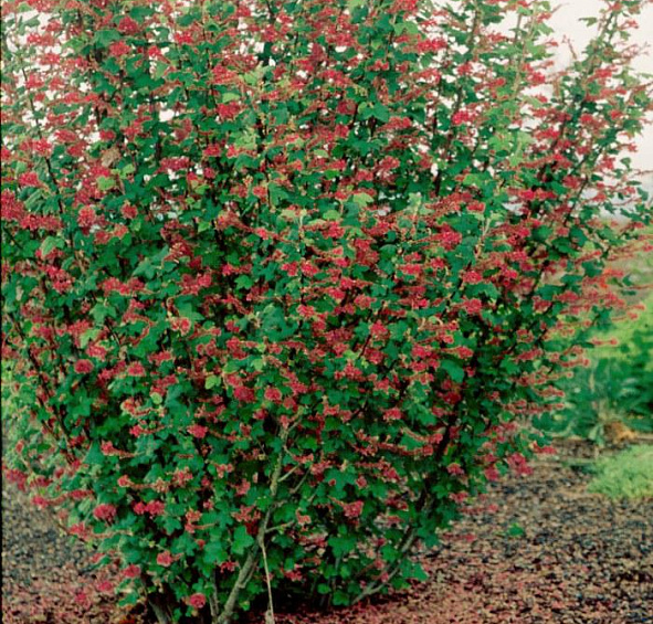 Смородина кроваво-красная 'Кинг Эдвард VII'