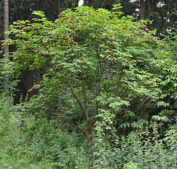 Бузина красная