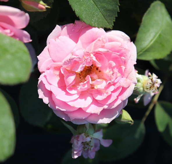 Роза 'Прейри Джой' (парковая, шраб) (розовая)