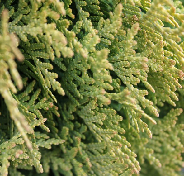 Туя западная 'Мириам'