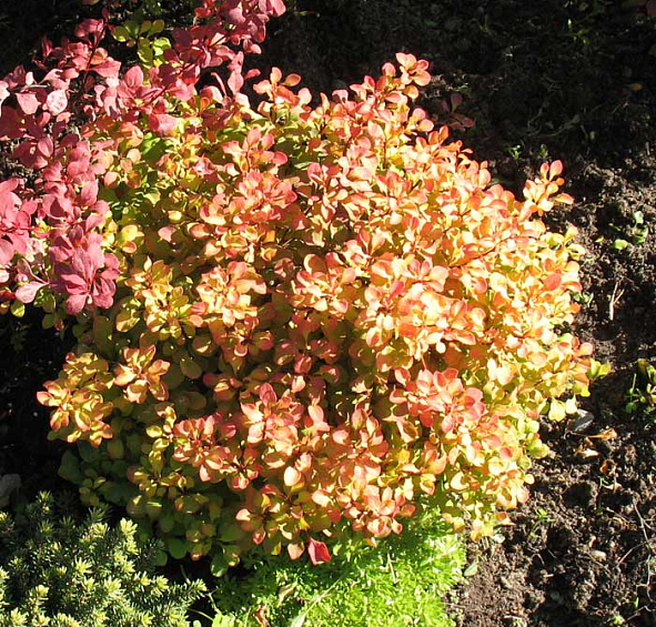 Барбарис Тунберга 'Тини Голд'