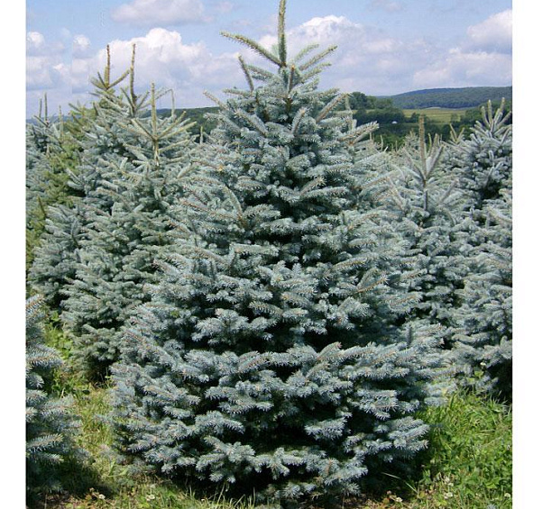 Ель колючая 'Глаука'