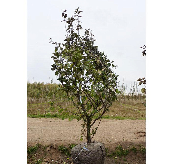 Яблоня домашняя 'Вишневое'