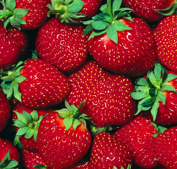 Земляника (клубника) 'Хонеойе'