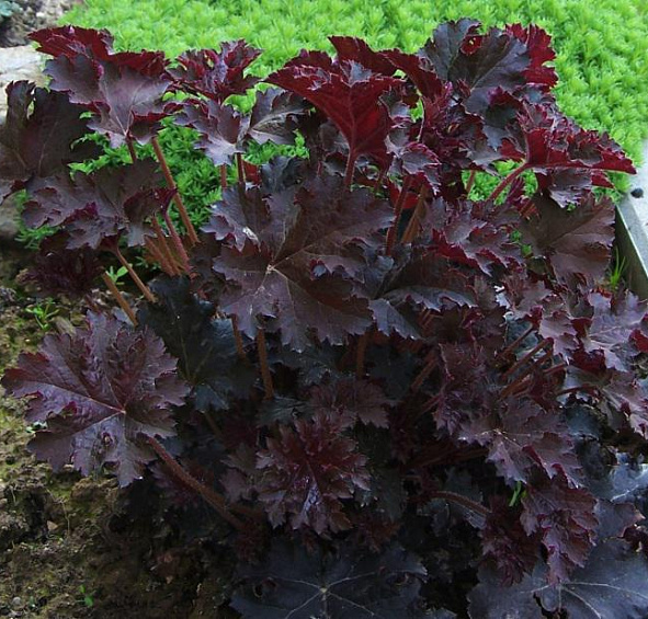 Гейхера мелкоцветковая 'Палас Пурпл'