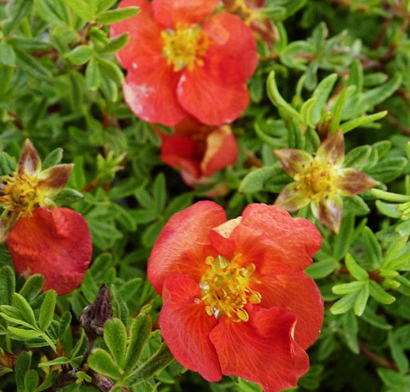 Лапчатка кустарниковая 'Ред Айс'