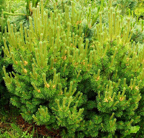 Сосна горная 'Офир'