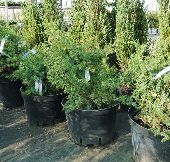 Можжевельник китайский Обелиск (Obelisk)