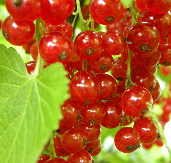 Смородина красная 'Джонкер Ван тетс'