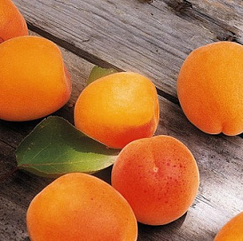Абрикос 'Солнышко'