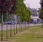 Благоустройство Варшавского шоссе – Южный Клены на варшавке