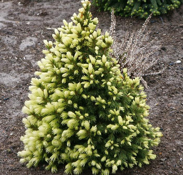 Ель сизая (канадская, белая) 'Дейзи Уайт'