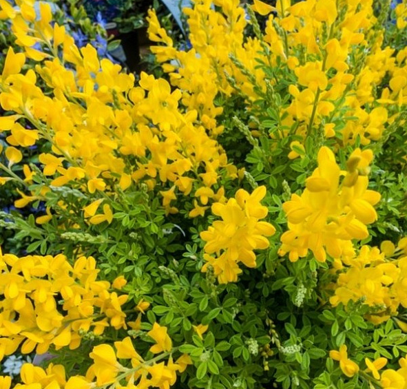 Дрок красильный