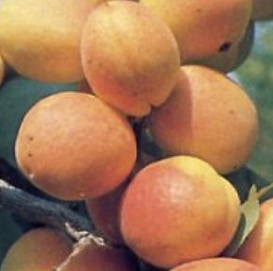 Абрикос 'Северный триумф'