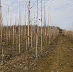 Фотоальбом Конференция в садовом центре 2015 Конференция в садовом центре 2015