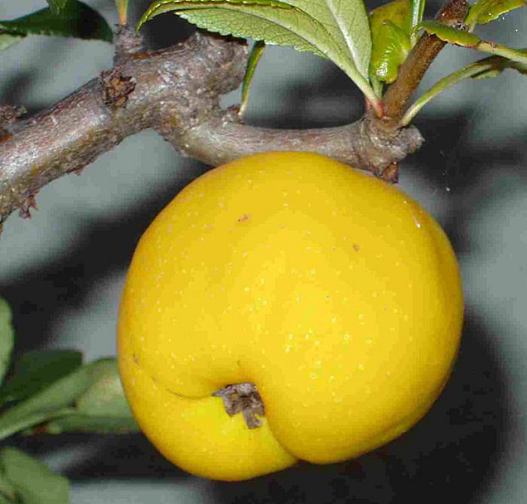 Айва прекрасная 'Юкиготен'