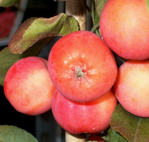 Яблоня декоративная 'Невиль Копеман'