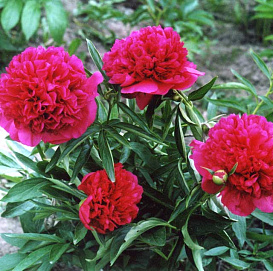 Пион гибридный 'Ред Чарм'