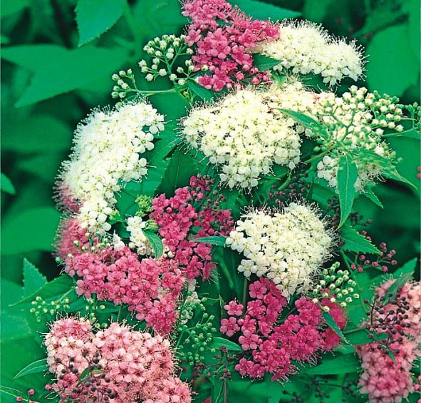 Спирея японская 'Дженпей'