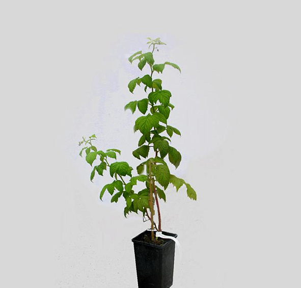 Ежемалина 'Тайберри'