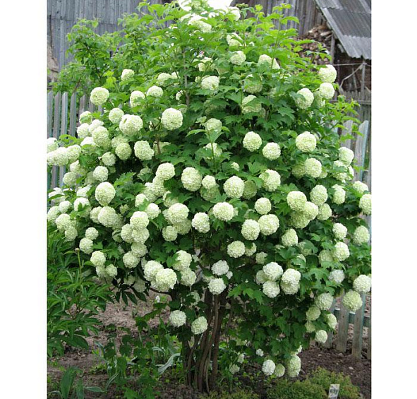 Калина Бульденеж