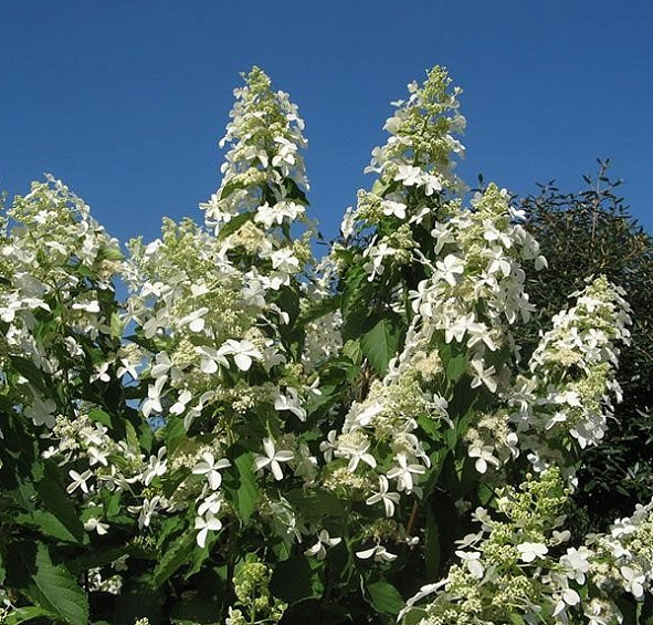 Гортензия метельчатая 'Левана'