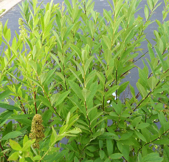 Спирея Дугласа