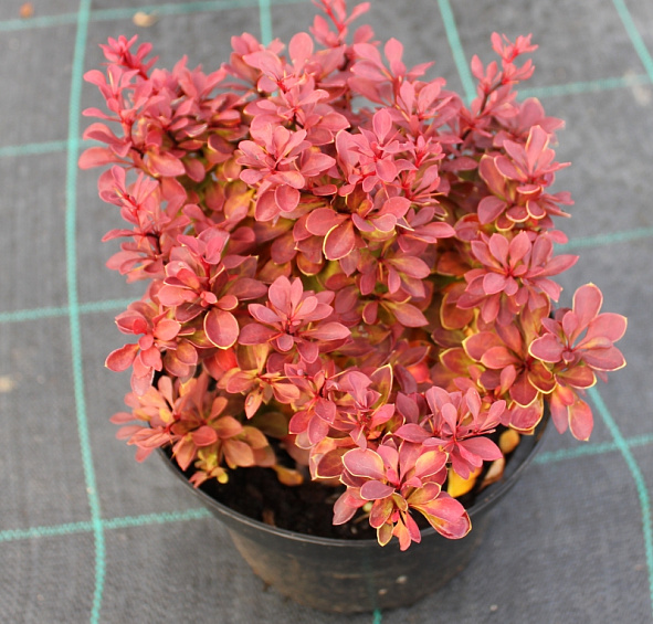 Барбарис Тунберга 'Руби Стар'