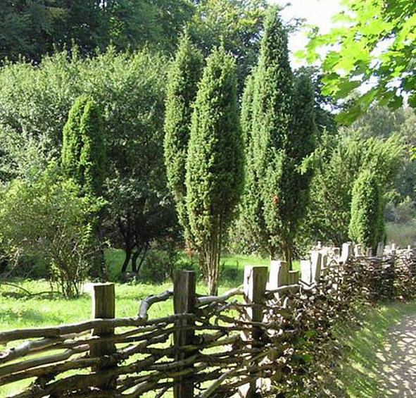 Можжевельник обыкновенный 'Суецика'