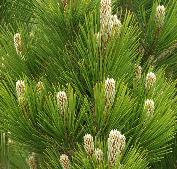 Сосна гельдрейха (боснийская, белокорая) 'Компакт Джем'