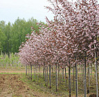 Фотоальбом Цветет Черемуха Колората Цветет Черемуха Колората (май 2012)