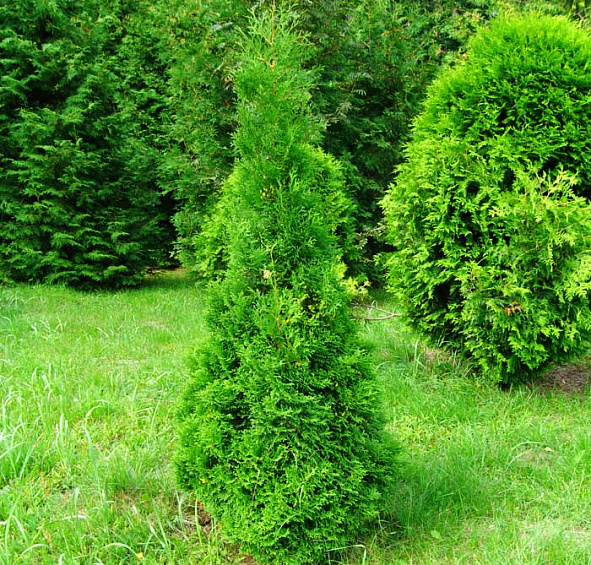 Туя западная 'Холмструп'