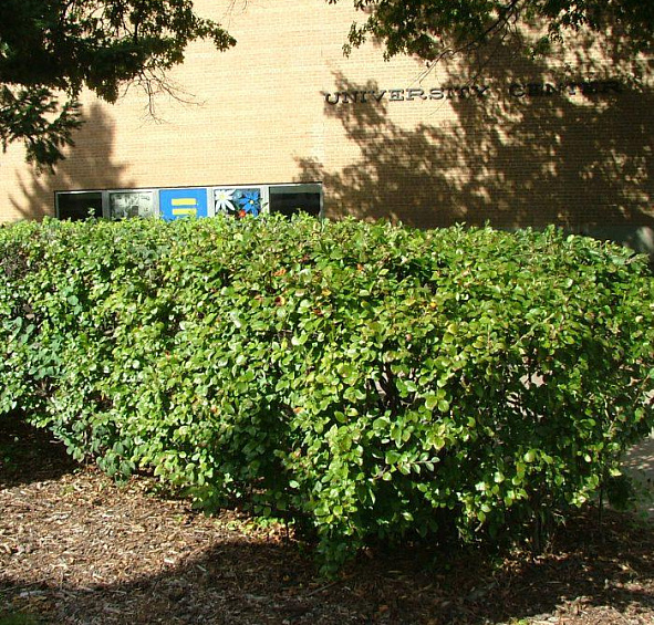 Кизильник блестящий